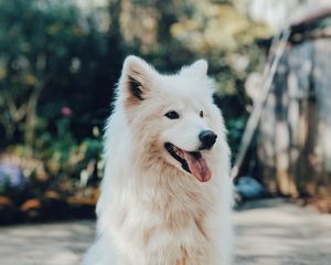 Preview wallpaper dog, white, fluffy, protruding tongue