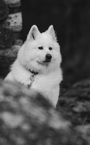 Preview wallpaper dog, white, fluffy, pet, bw