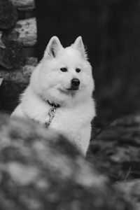 Preview wallpaper dog, white, fluffy, pet, bw