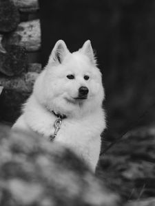 Preview wallpaper dog, white, fluffy, pet, bw