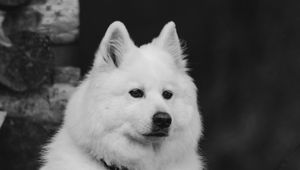 Preview wallpaper dog, white, fluffy, pet, bw