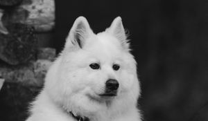 Preview wallpaper dog, white, fluffy, pet, bw