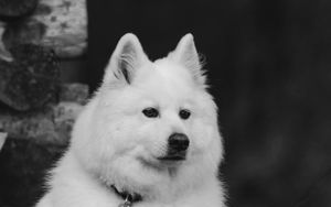 Preview wallpaper dog, white, fluffy, pet, bw