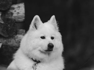 Preview wallpaper dog, white, fluffy, pet, bw