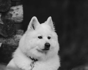 Preview wallpaper dog, white, fluffy, pet, bw