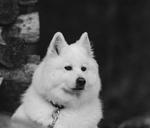 Preview wallpaper dog, white, fluffy, pet, bw