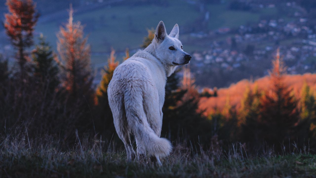 Wallpaper dog, white, pet, nature