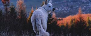 Preview wallpaper dog, white, pet, nature