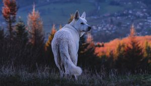 Preview wallpaper dog, white, pet, nature