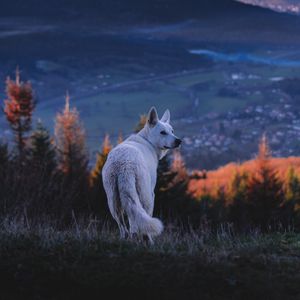 Preview wallpaper dog, white, pet, nature