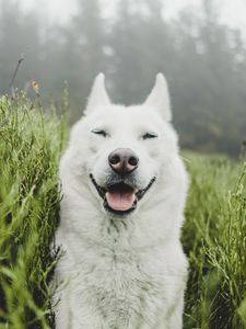 Preview wallpaper dog, white, protruding tongue, funny, pet, grass