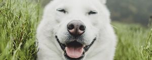 Preview wallpaper dog, white, protruding tongue, funny, pet, grass