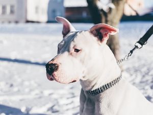 Preview wallpaper dog, white, shepherd, collar, leash