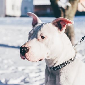 Preview wallpaper dog, white, shepherd, collar, leash