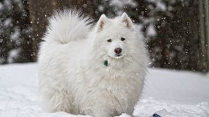 Preview wallpaper dog, white, snow, winter