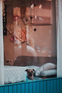 Preview wallpaper dog, window, pet, cute