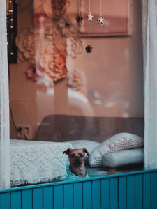 Preview wallpaper dog, window, pet, cute