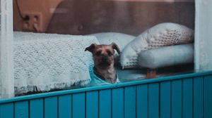 Preview wallpaper dog, window, pet, cute