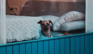 Preview wallpaper dog, window, pet, cute