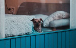 Preview wallpaper dog, window, pet, cute