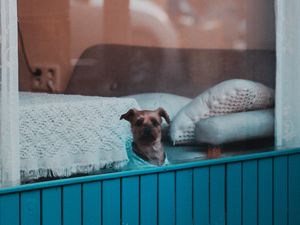 Preview wallpaper dog, window, pet, cute