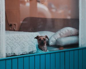 Preview wallpaper dog, window, pet, cute
