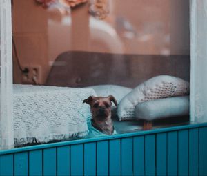 Preview wallpaper dog, window, pet, cute