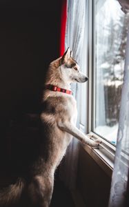 Preview wallpaper dog, window, pet, funny
