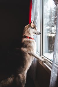 Preview wallpaper dog, window, pet, funny