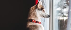 Preview wallpaper dog, window, pet, funny