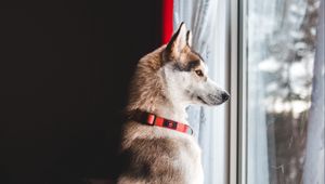Preview wallpaper dog, window, pet, funny