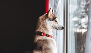 Preview wallpaper dog, window, pet, funny