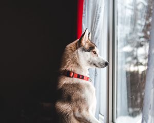 Preview wallpaper dog, window, pet, funny