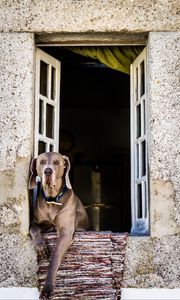Preview wallpaper dog, window, sitting, muzzle