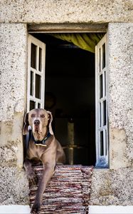 Preview wallpaper dog, window, sitting, muzzle