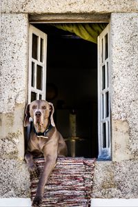 Preview wallpaper dog, window, sitting, muzzle