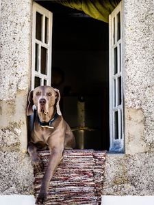 Preview wallpaper dog, window, sitting, muzzle