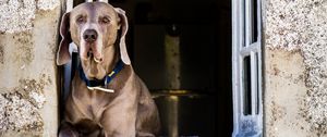 Preview wallpaper dog, window, sitting, muzzle