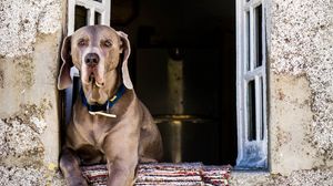 Preview wallpaper dog, window, sitting, muzzle