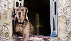 Preview wallpaper dog, window, sitting, muzzle