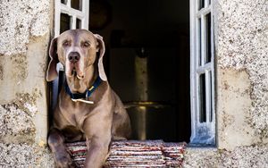 Preview wallpaper dog, window, sitting, muzzle