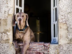 Preview wallpaper dog, window, sitting, muzzle