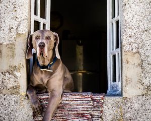 Preview wallpaper dog, window, sitting, muzzle