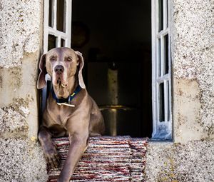 Preview wallpaper dog, window, sitting, muzzle