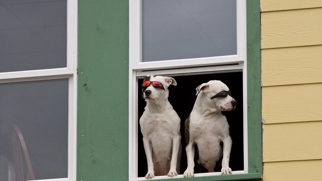 Wallpaper dog, window, sunglasses, couple, sitting, waiting, security