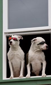 Preview wallpaper dog, window, sunglasses, couple, sitting, waiting, security