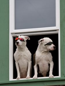 Preview wallpaper dog, window, sunglasses, couple, sitting, waiting, security