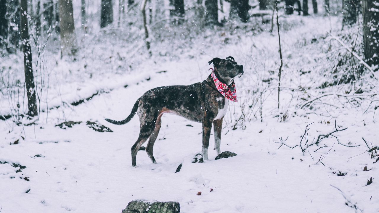 Wallpaper dog, winter, forest, walk, snow