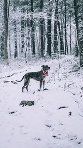 Preview wallpaper dog, winter, forest, walk, snow