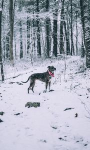 Preview wallpaper dog, winter, forest, walk, snow